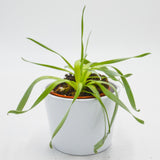 Cyrtanthus spiralis - 8,5cm