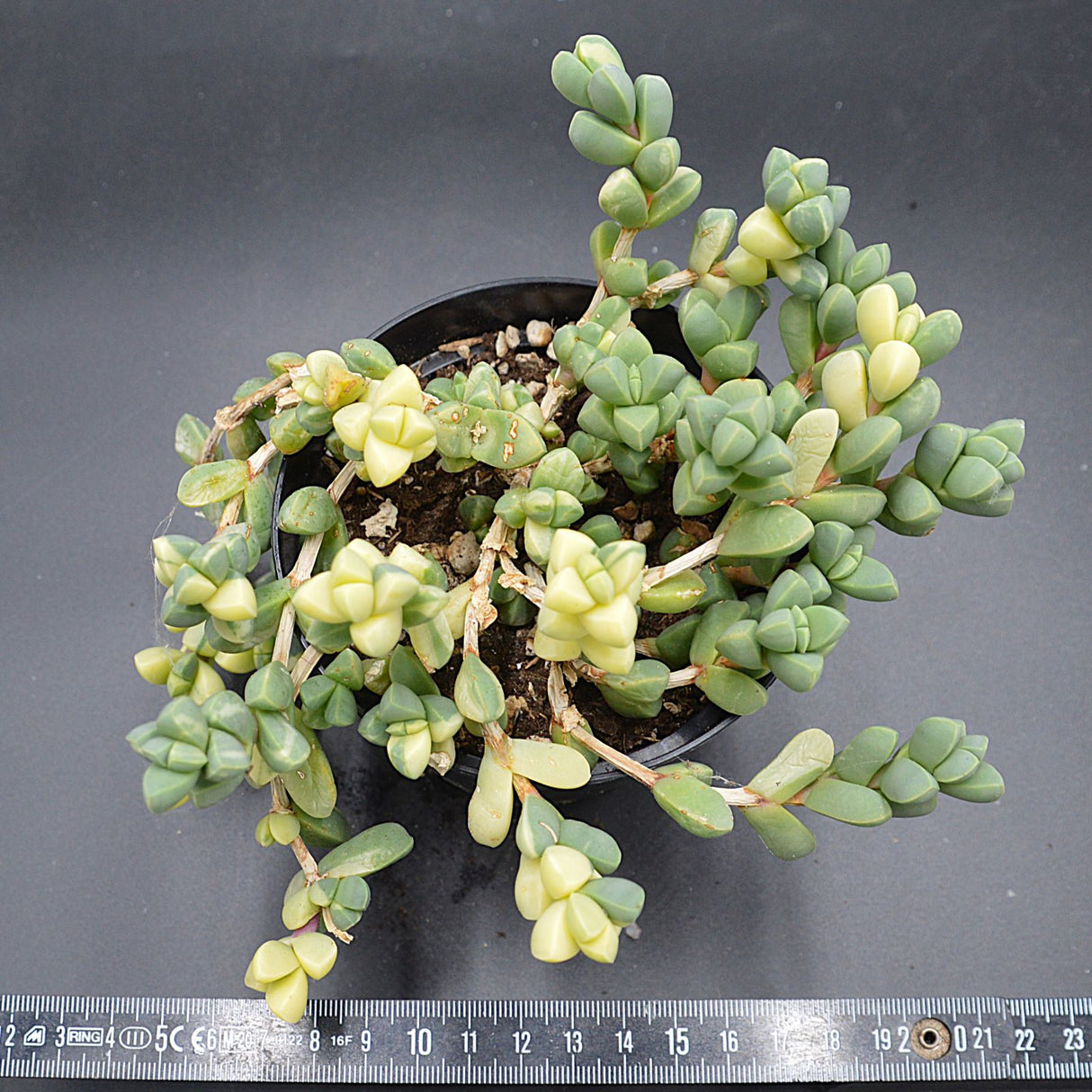 Delosperma lehmannii f variegata