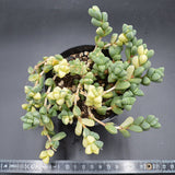 Delosperma lehmannii f variegata