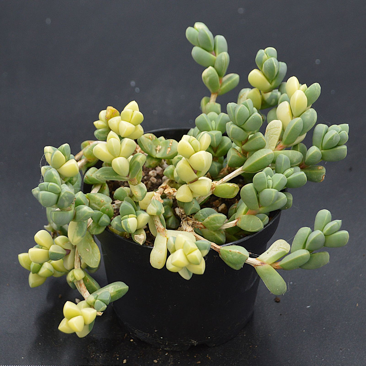 Delosperma lehmannii f variegata