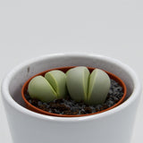 Dinteranthus microspermus subsp. puberulus - 5,5cm