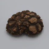Dioscorea mexicana - Caudex Ø 10 - 12cm