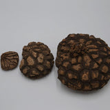 Dioscorea mexicana - Caudex Ø 8 - 11cm