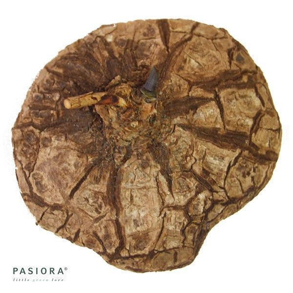 Dioscorea mexicana - Caudex Ø 6 - 9cm