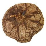 Dioscorea mexicana - Caudex Ø 10 - 12cm