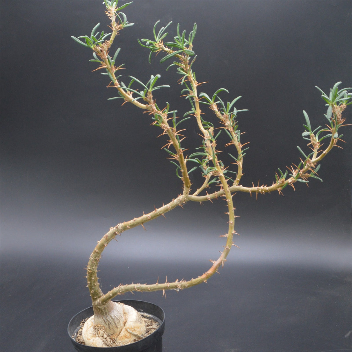Pachypodium succulentum