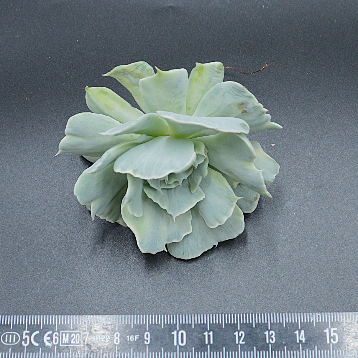Echeveria Cooks Pride f. variegata Steckling