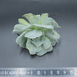 Echeveria Cooks Pride f. variegata Steckling