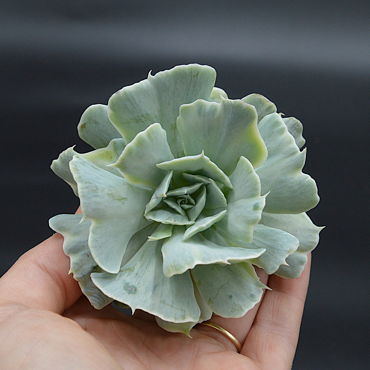 Echeveria Cooks Pride f. variegata Steckling