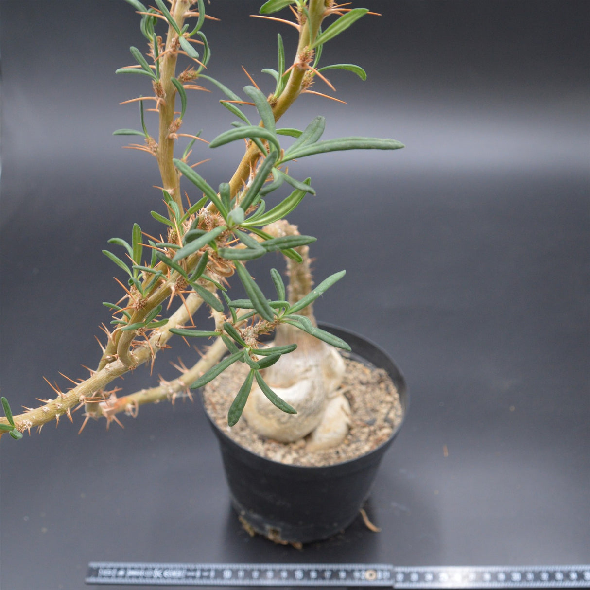 Pachypodium succulentum