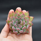 Echeveria Poldensis Kevin Steckling