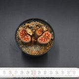 Lithops 1