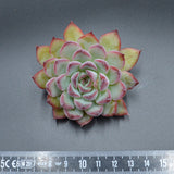 Echeveria Poldensis Kevin Steckling