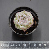 Echeveria