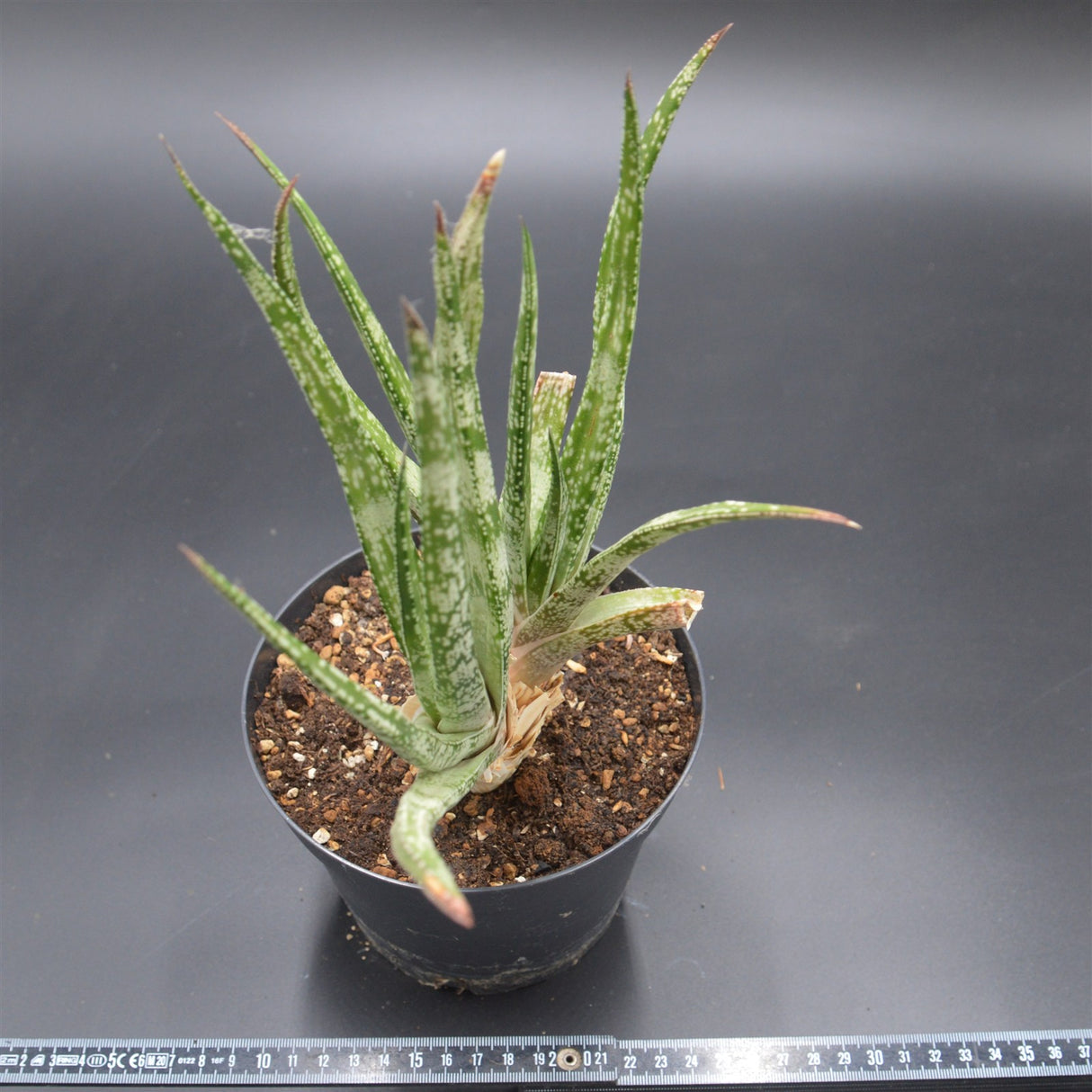 Gasteria pulchra