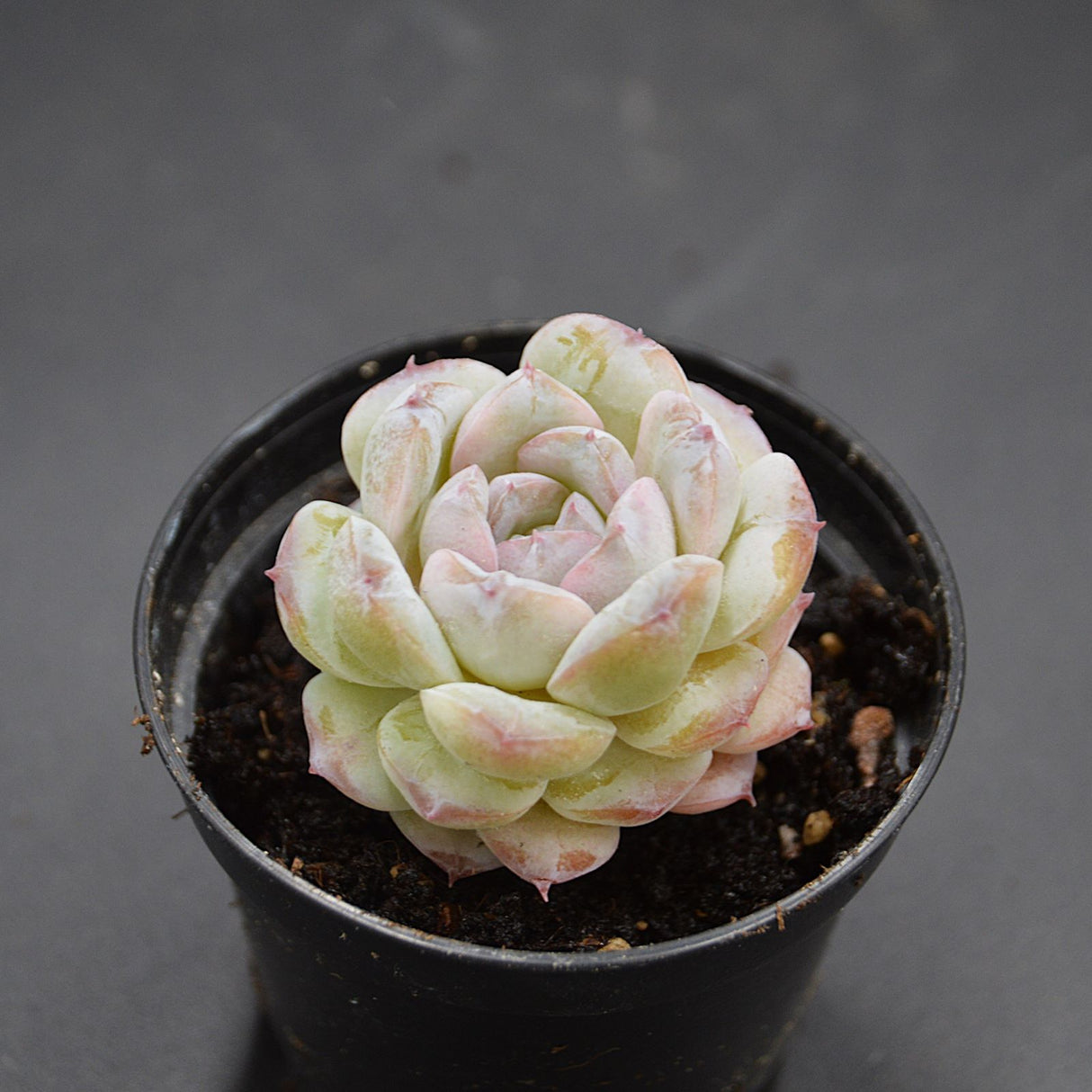 Echeveria