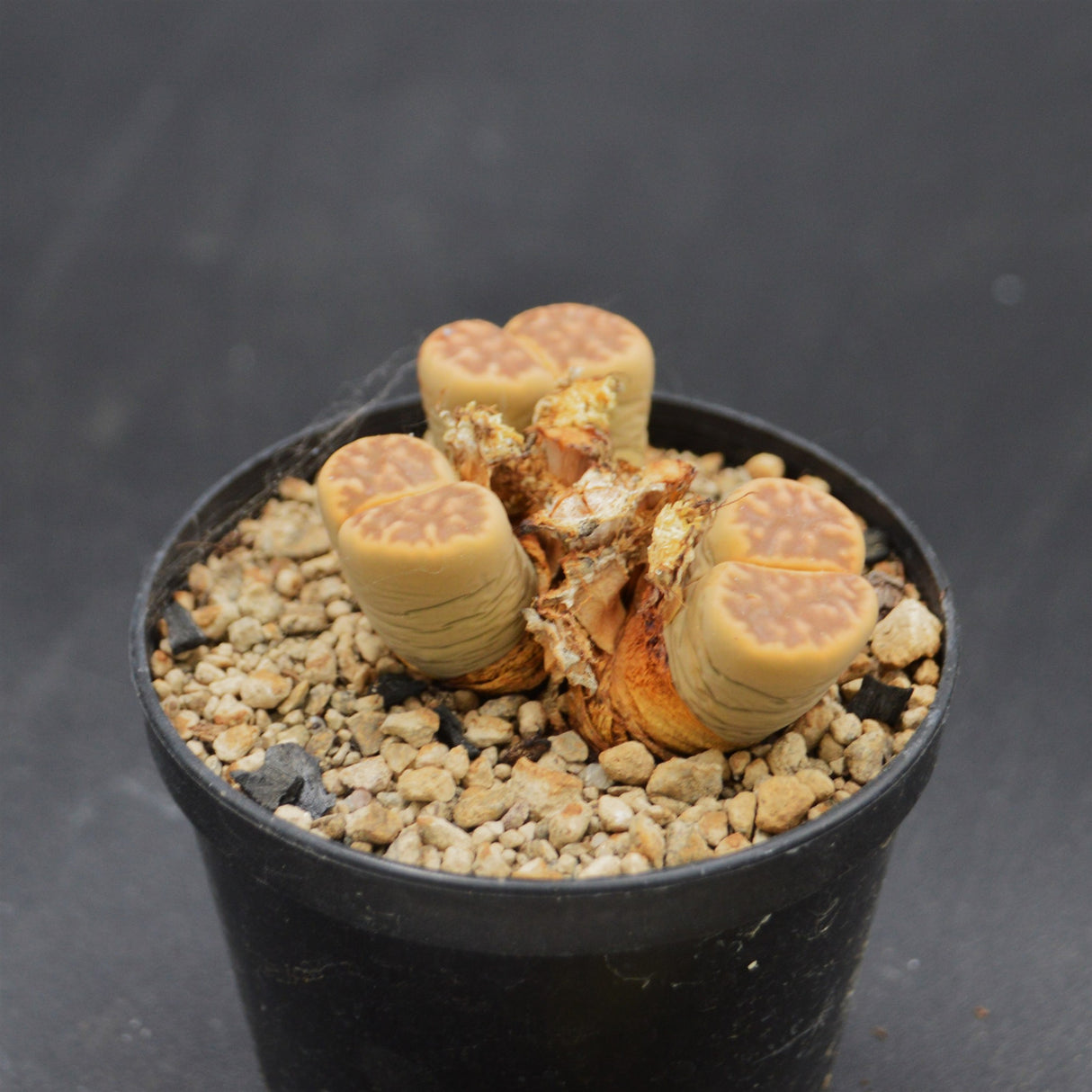 Lithops 2