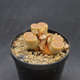 Lithops 2