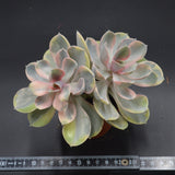 Echeveria Rainbow Doppelkopf