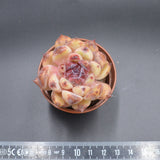 Echeveria albicans x Black Rose