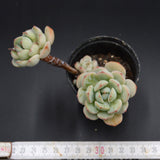 Echeveria derenbergii Hybrid