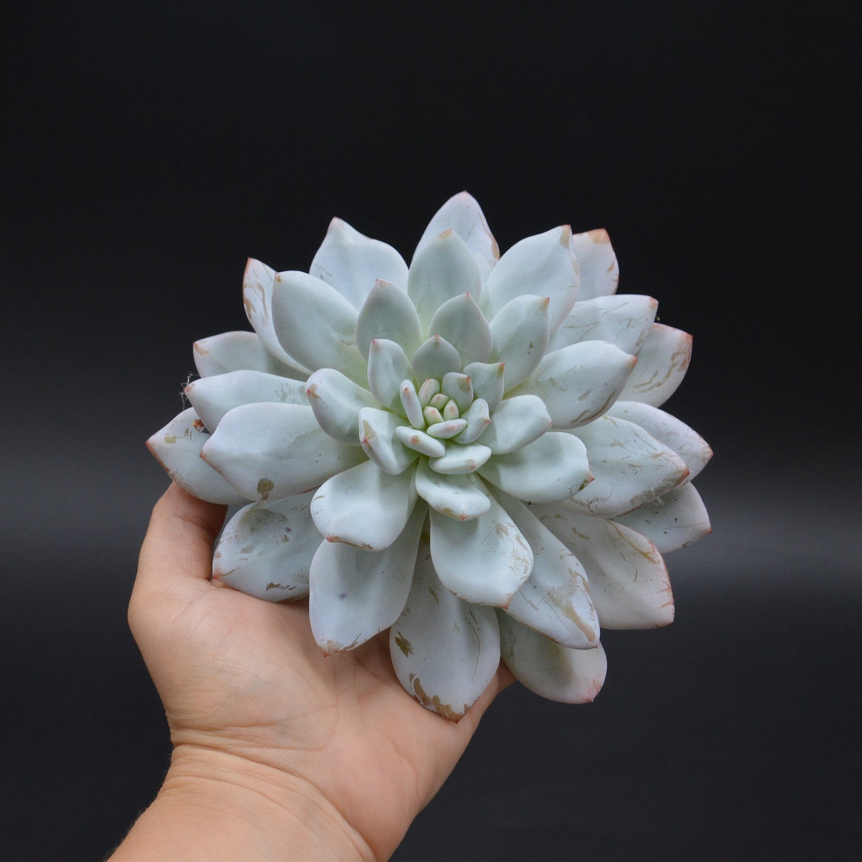 Echeveria Laurince x laui Steckling