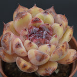 Echeveria albicans x Black Rose