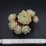 Echeveria Cluster