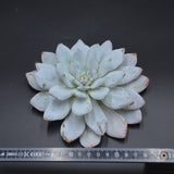 Echeveria Laurince x laui Steckling