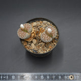 Lithops fulii