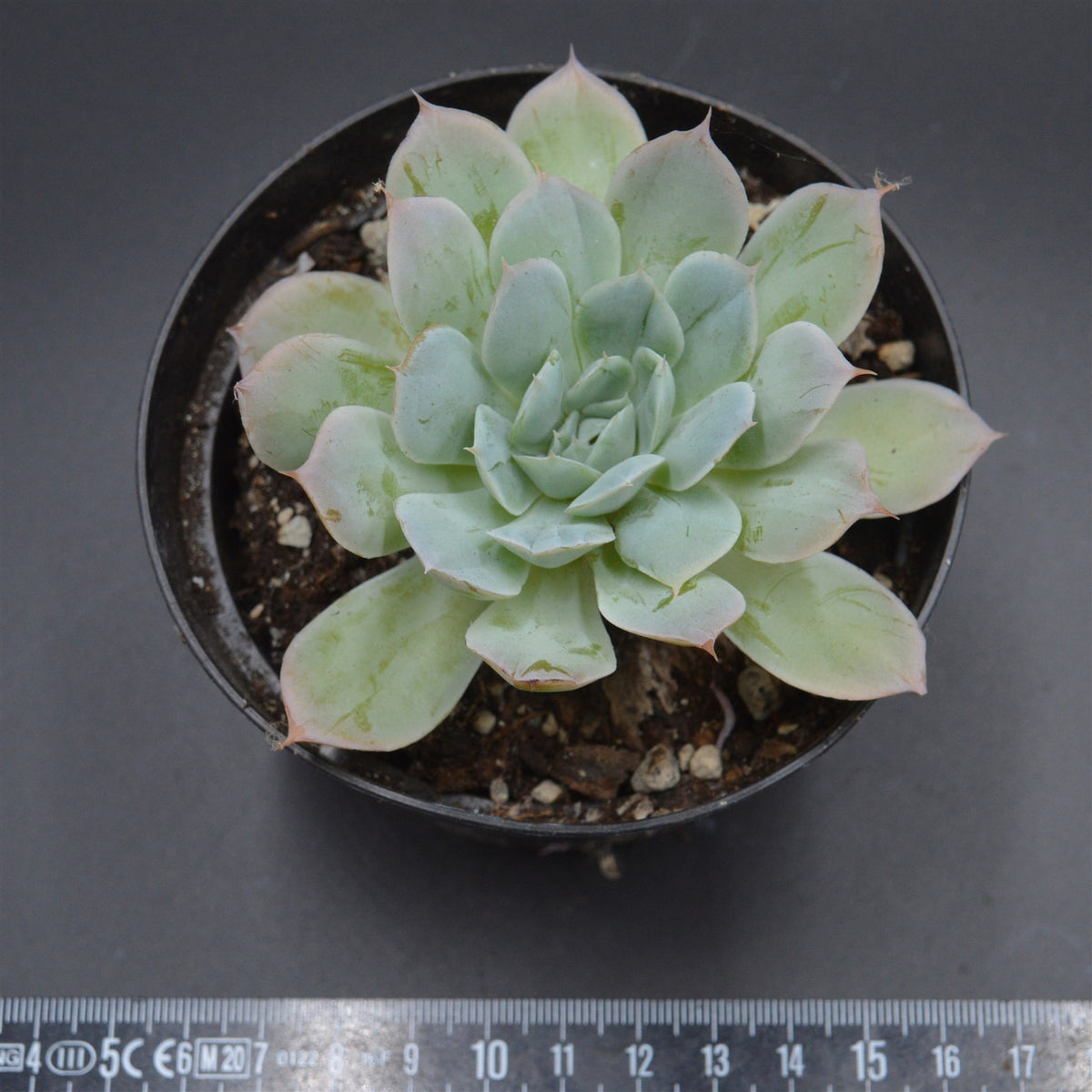 Echeveria hyalina, Santa Domingo
