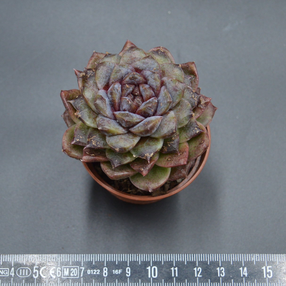 Echeveria albicans x Black Maria