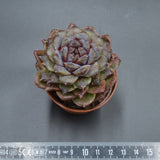 Echeveria albicans x Black Maria