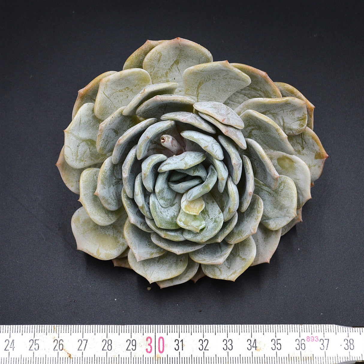 Echeveria laui Hybrid Steckling