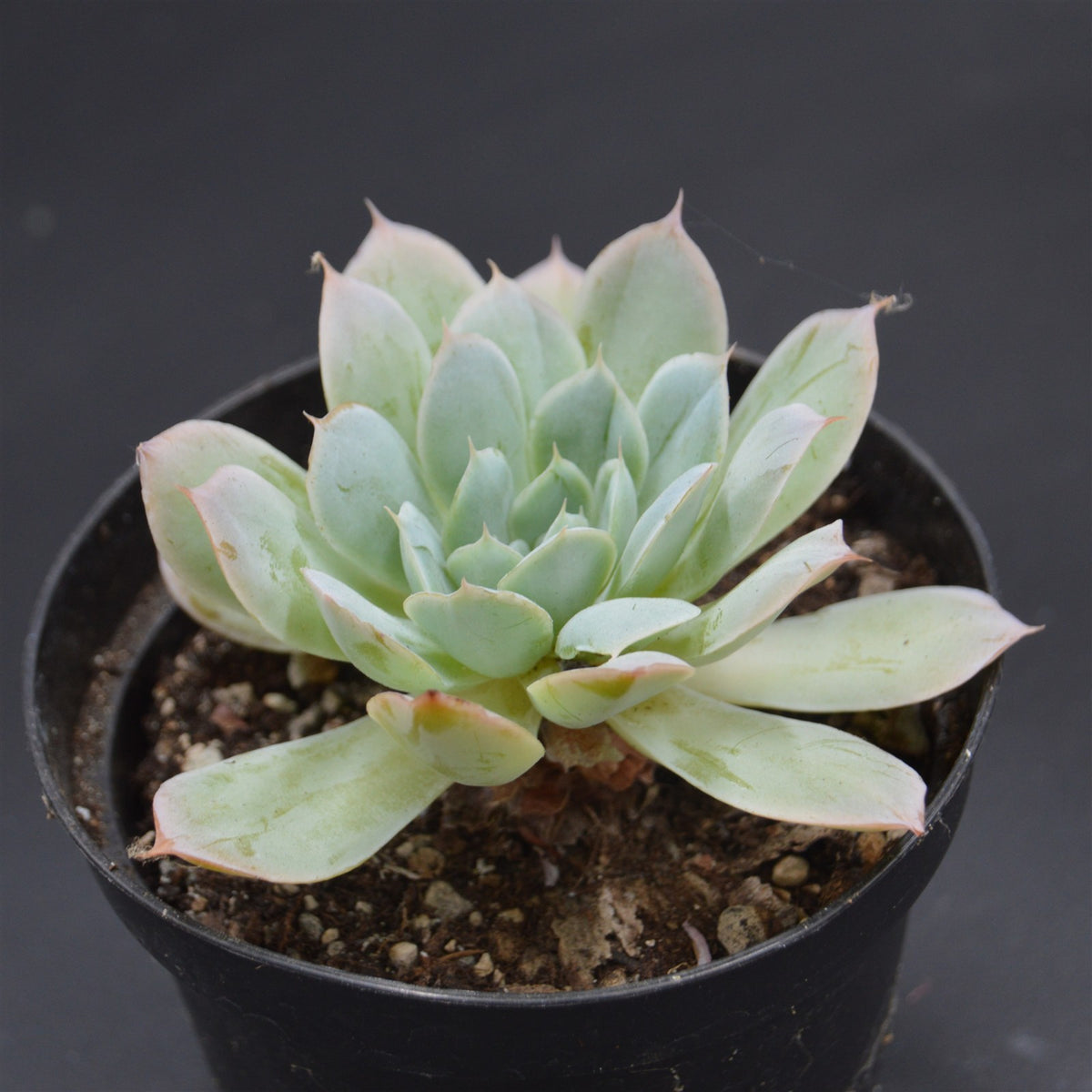 Echeveria hyalina, Santa Domingo