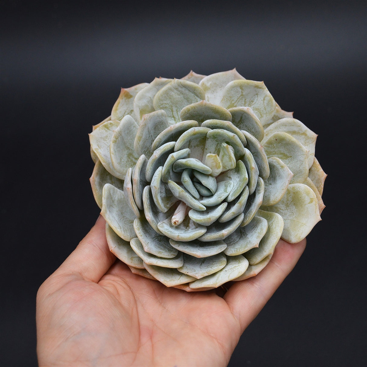 Echeveria laui Hybrid Steckling