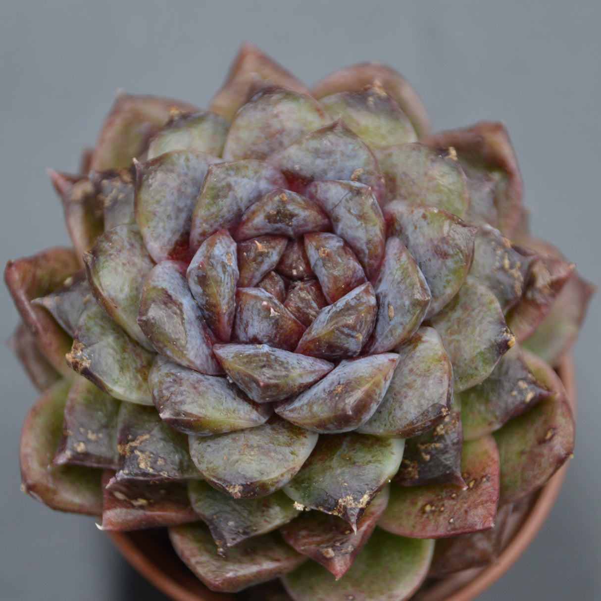 Echeveria albicans x Black Maria