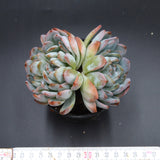 Echeveria Ariel Double Head