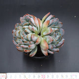 Echeveria Ariel Double Head