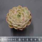 Echeveria Green Apple