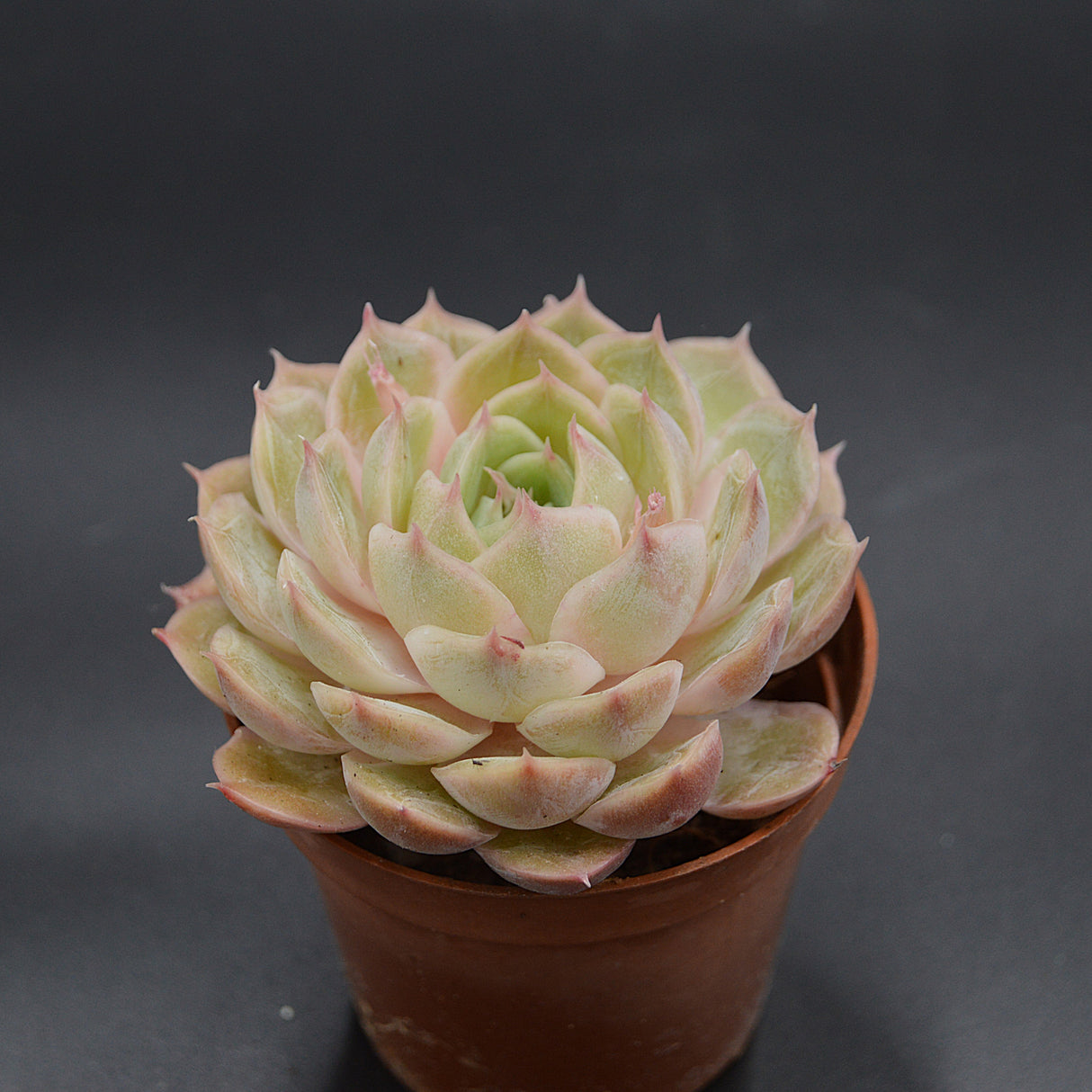 Echeveria Green Apple