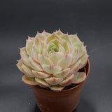 Echeveria Green Apple