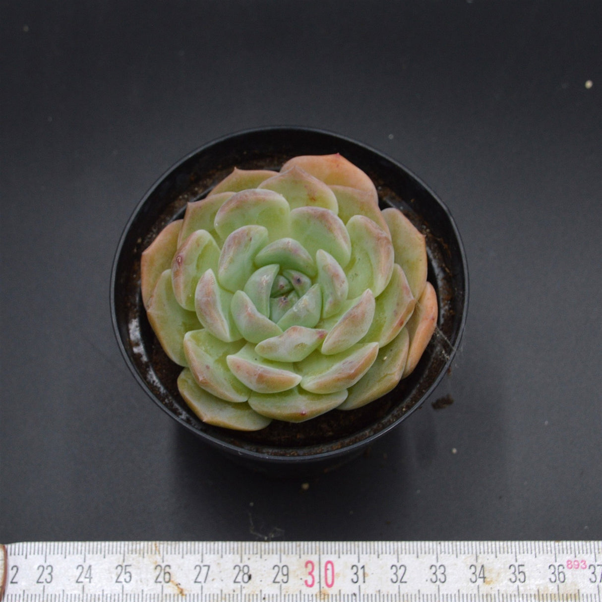 Echeveria hyalina Hybrid