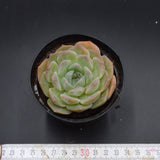 Echeveria hyalina Hybrid