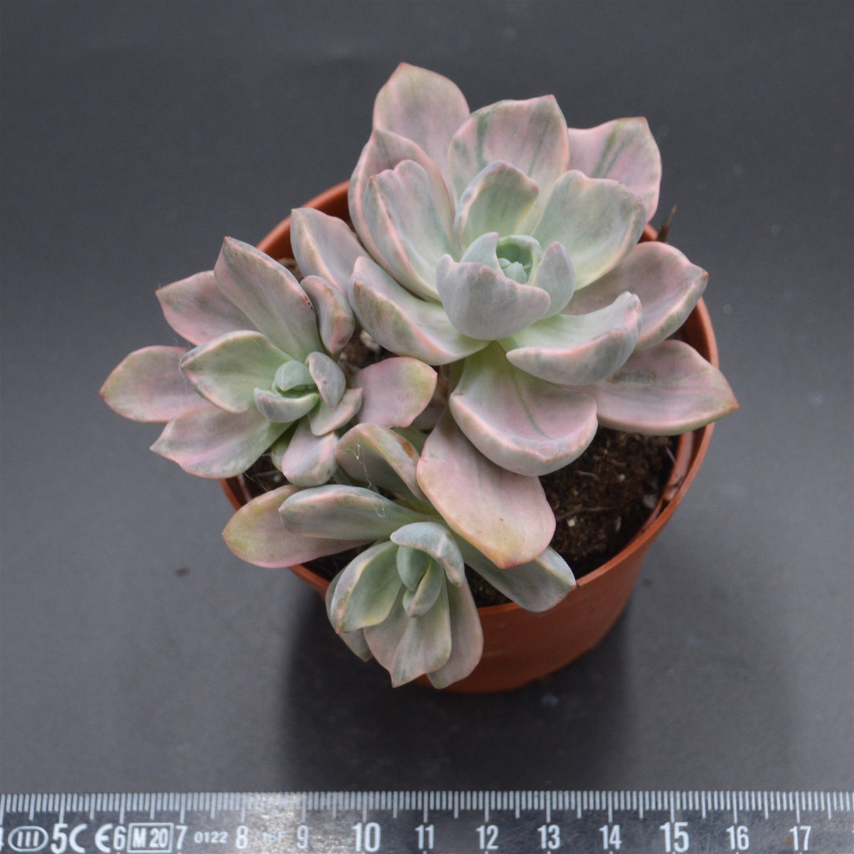 Graptoveria Mrs Richards f. variegata
