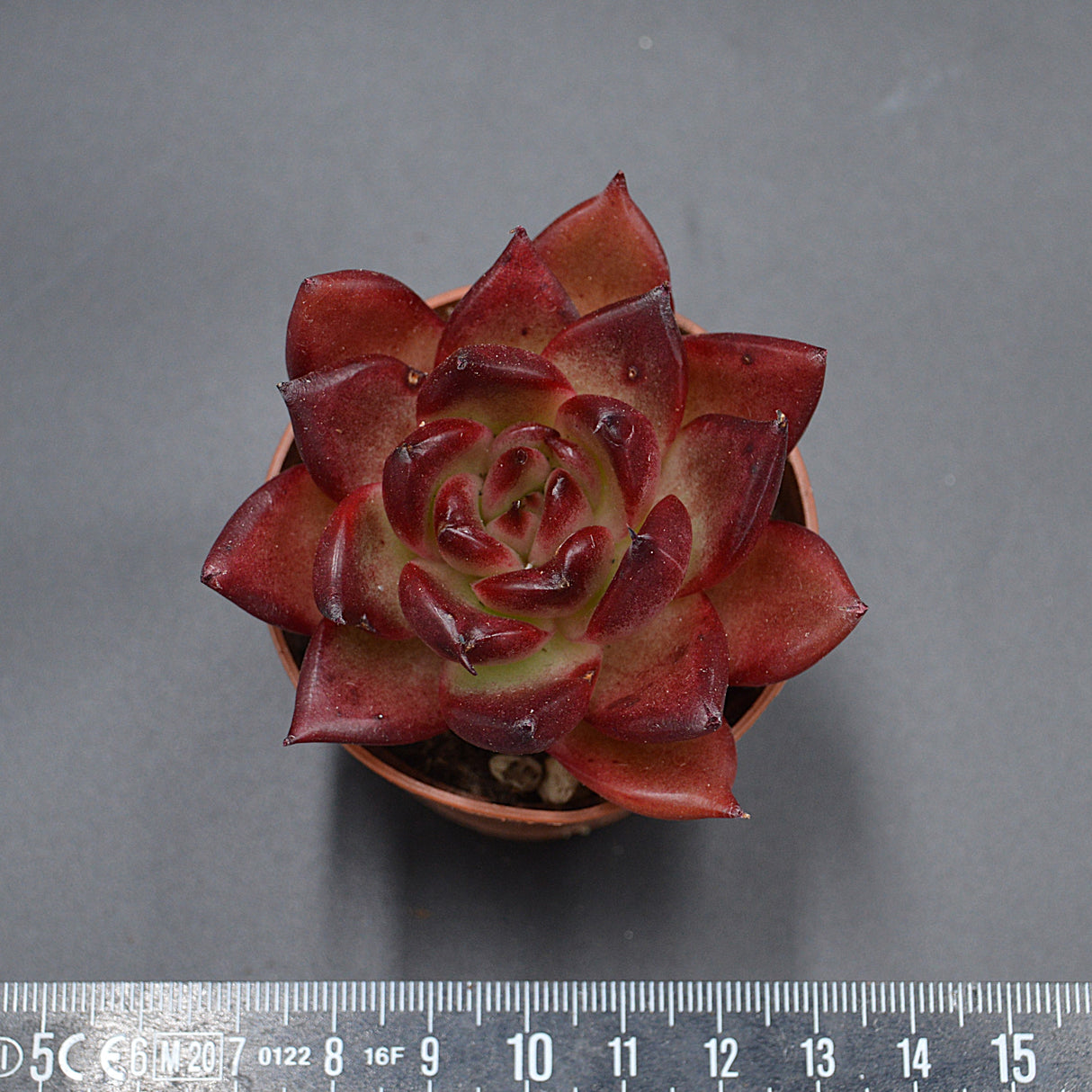 Echeveria Romeo Rubin x Ebony