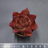 Echeveria Romeo Rubin x Ebony