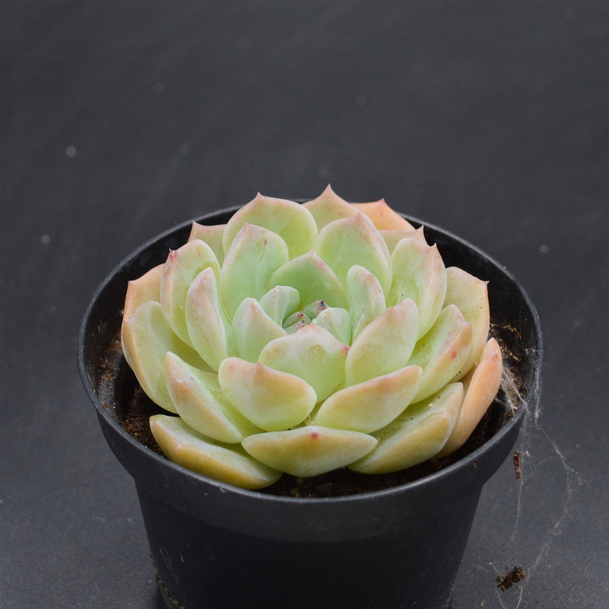 Echeveria hyalina Hybrid