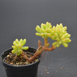 Sedum Alice Evans f. cristata