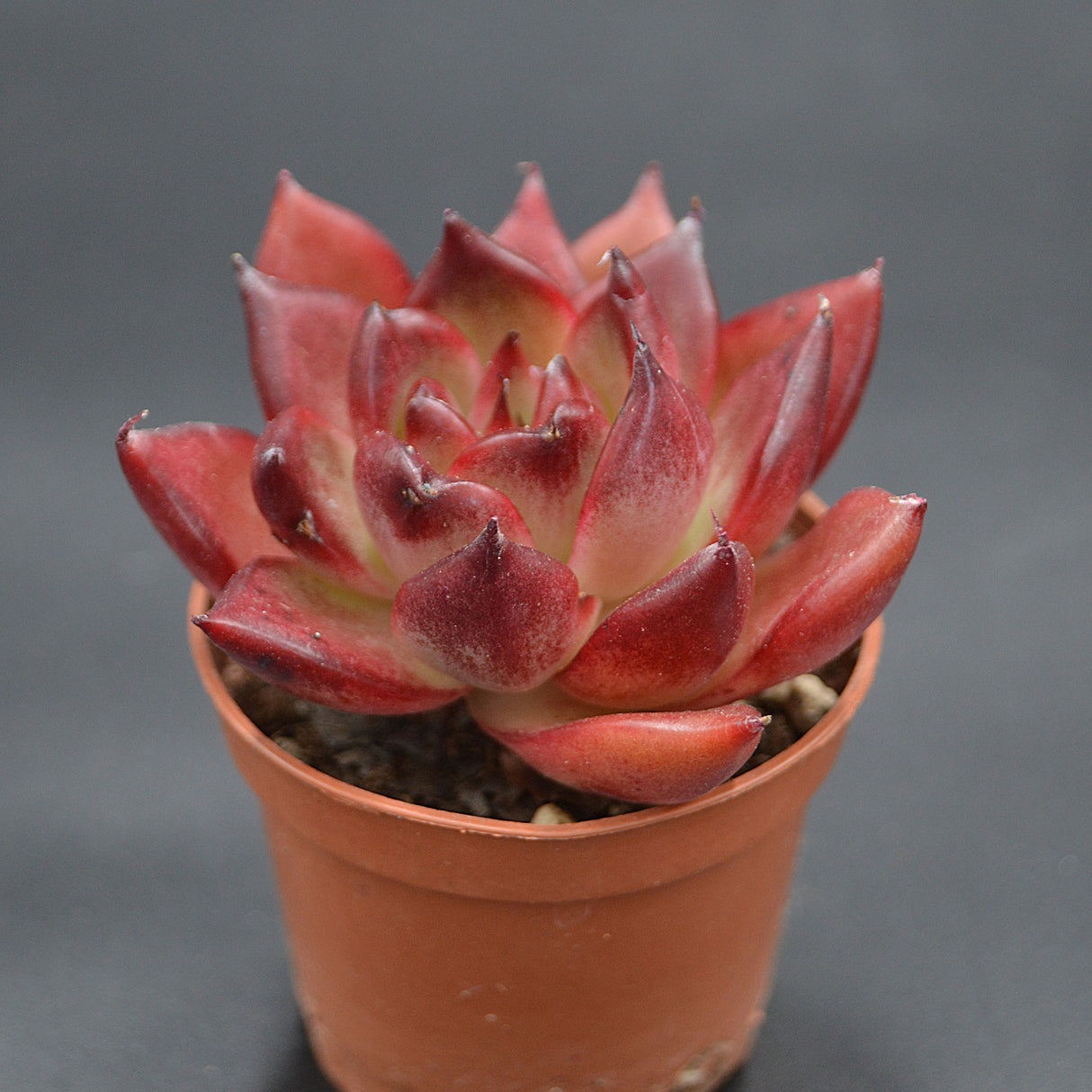 Echeveria Romeo Rubin x Ebony